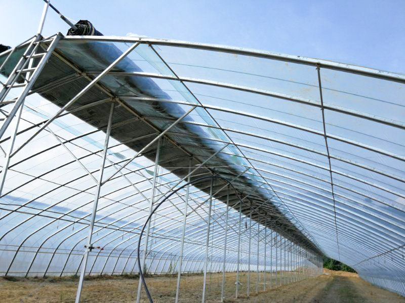 簡易蔬菜薄膜大棚